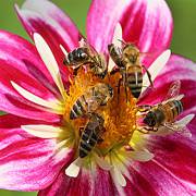 بازاریابی زنبوری و مزایای آن